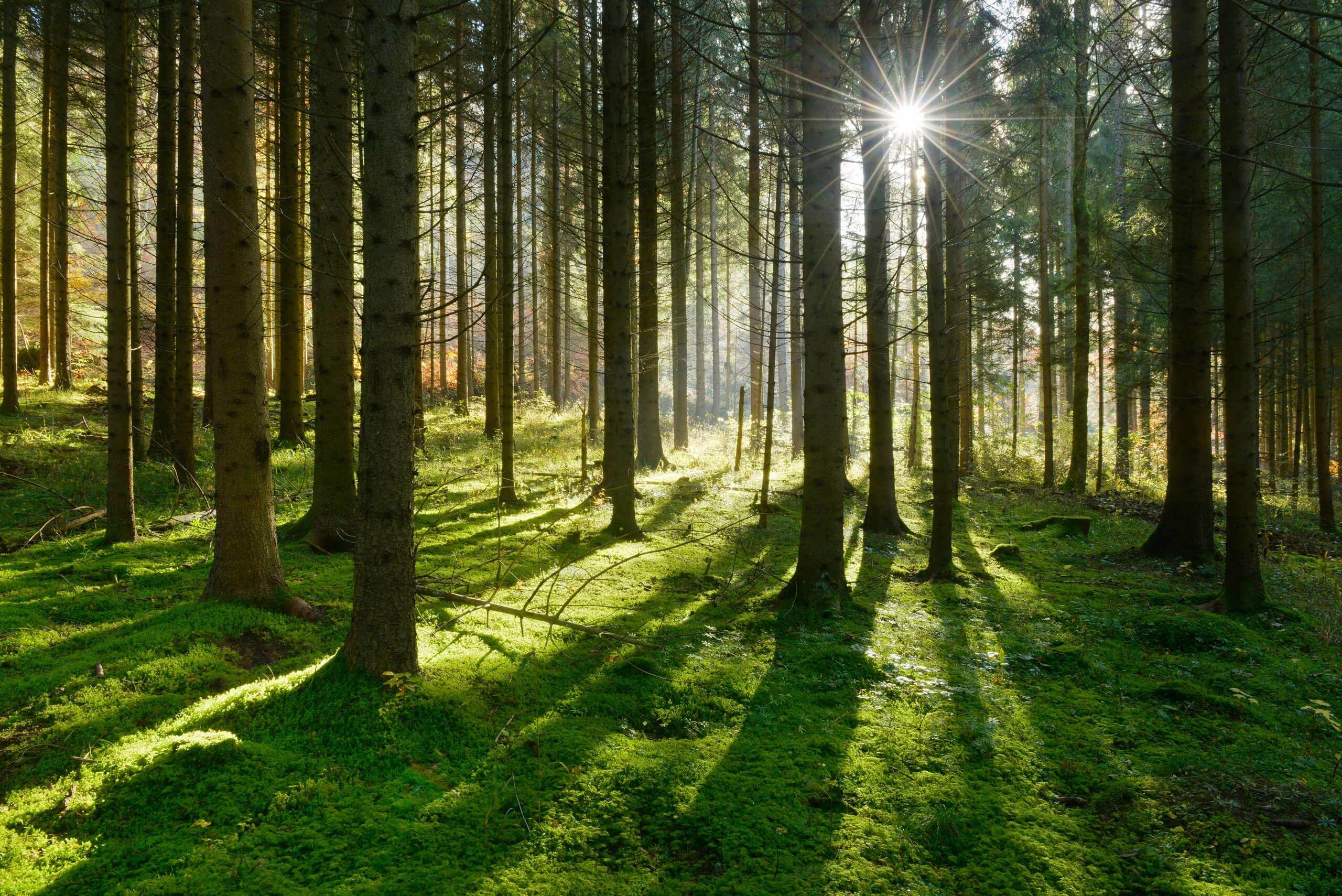 trivselhus skogen bygga trähus