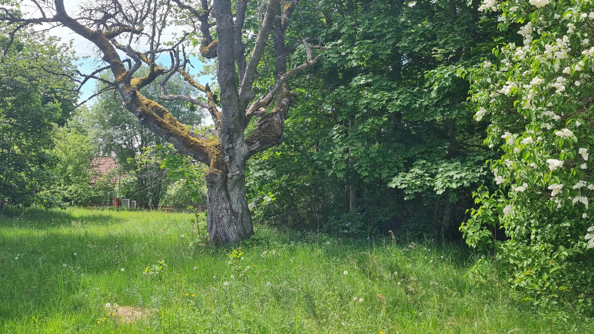 trivselhus lediga tomter växjö hollstorp