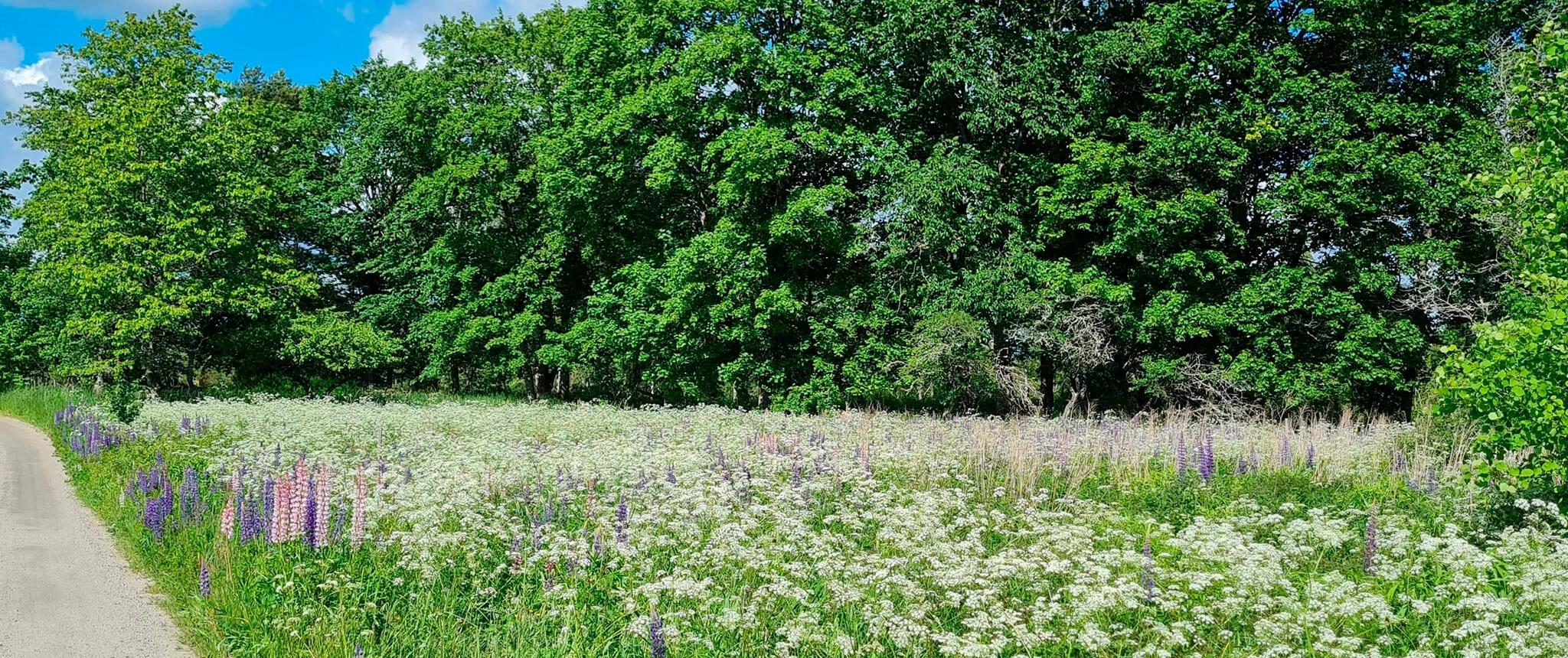 humlaryd växjö ledig tomt trivselhus